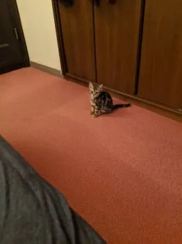 なかやん 様のお迎えした子猫