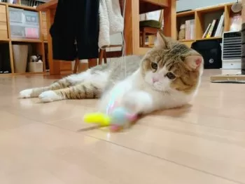 ミラネッコ 様のお迎えした子猫