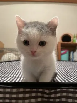とり２９ 様のお迎えした子猫