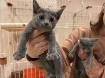 M.O 様のお迎えした子猫