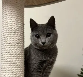 Y.W 様のお迎えした子猫