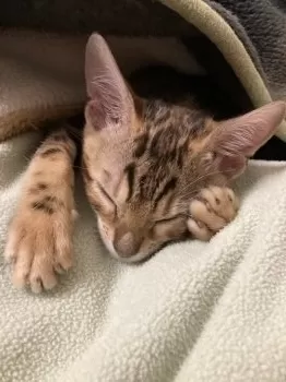 パンダ 様のお迎えした子猫