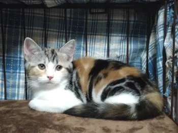 M.T 様のお迎えした子猫