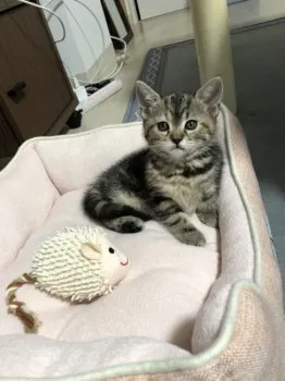 なっちゃん 様のお迎えした子猫