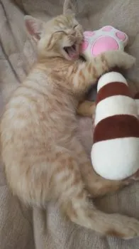 神さん 様のお迎えした子猫