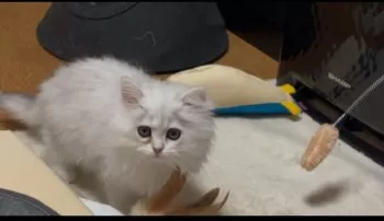 ひろ 様のお迎えした子猫
