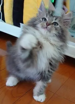 CAST 様のお迎えした子猫