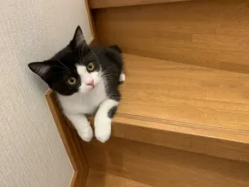 るい 様のお迎えした子猫