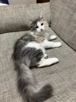 J.I 様のお迎えした子猫