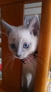 虎太郎ママ 様のお迎えした子猫