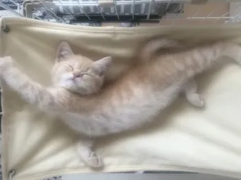 け 様のお迎えした子猫