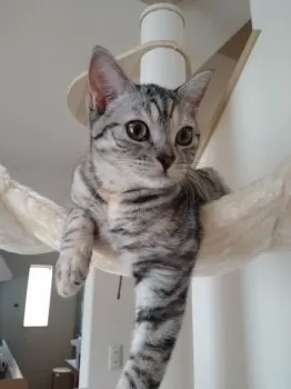 S.S 様のお迎えした子猫