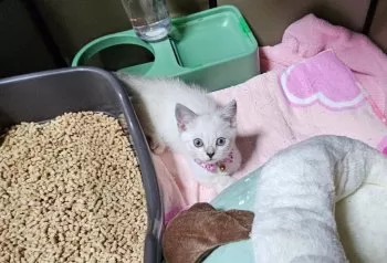 Y.M 様のお迎えした子猫