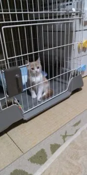 まろん 様のお迎えした子猫