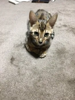 ｓｈｉｎｏｄａ 様のお迎えした子猫