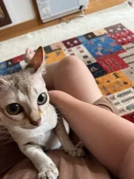 T.S 様のお迎えした子猫