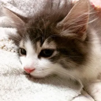 あまつか 様のお迎えした子猫