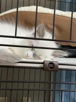 ユウキ 様のお迎えした子猫