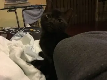 A.K 様のお迎えした子猫