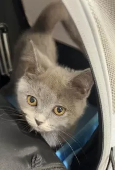 A.Y 様のお迎えした子猫