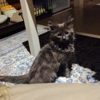 toworu 様のお迎えした子猫