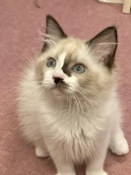 H.S 様のお迎えした子猫