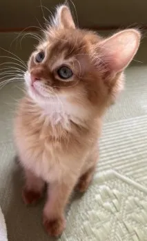 M.O 様のお迎えした子猫