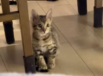 Y.Y 様のお迎えした子猫