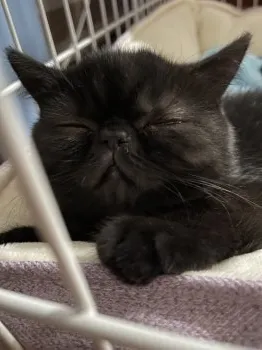 A.K 様のお迎えした子猫