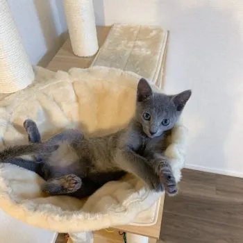 hane 様のお迎えした子猫
