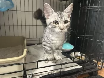 T.K 様のお迎えした子猫