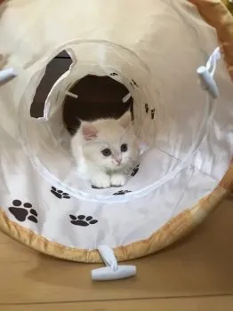 R.H 様のお迎えした子猫