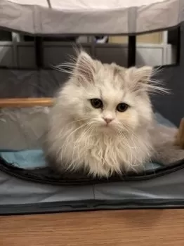 T.Ｉ 様のお迎えした子猫