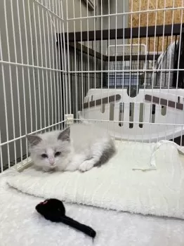 T.I 様のお迎えした子猫