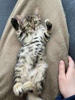 トモ 様のお迎えした子猫