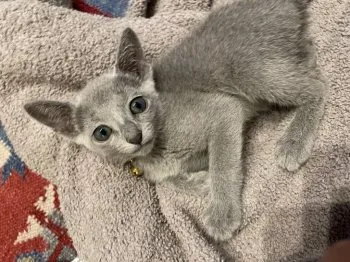 わかにゃん 様のお迎えした子猫