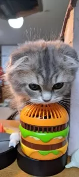 K.Y 様のお迎えした子猫