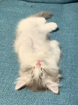 アキアキアキ 様のお迎えした子猫