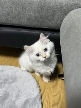 くにた 様のお迎えした子猫