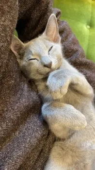 K.T 様のお迎えした子猫