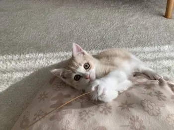 たかの 様のお迎えした子猫