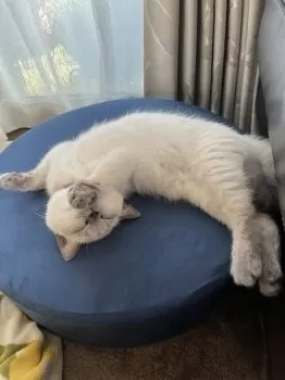 N.O 様のお迎えした子猫