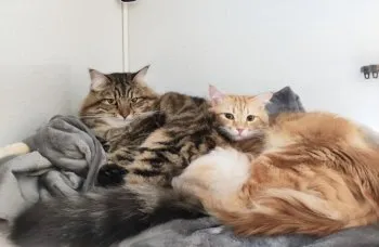 なな 様のお迎えした子猫