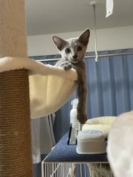 T.S 様のお迎えした子猫