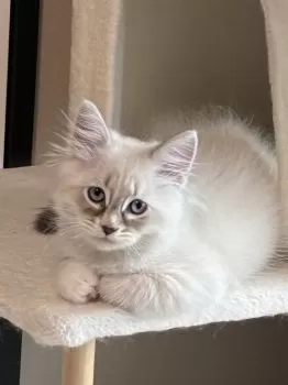 E.M 様のお迎えした子猫