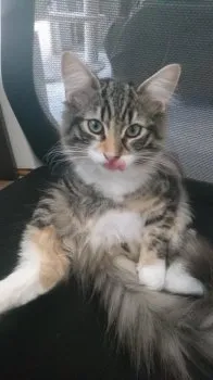 けんご 様のお迎えした子猫