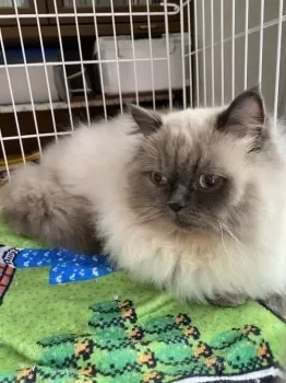 ナッツ実 様のお迎えした子猫