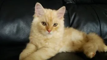 かみゅー 様のお迎えした子猫