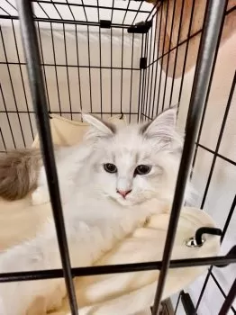 Y.K 様のお迎えした子猫