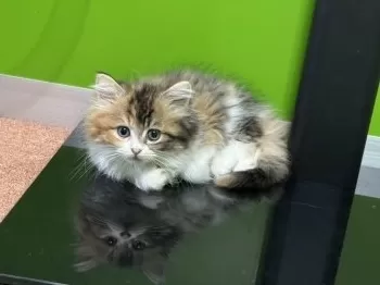 Y.O 様のお迎えした子猫